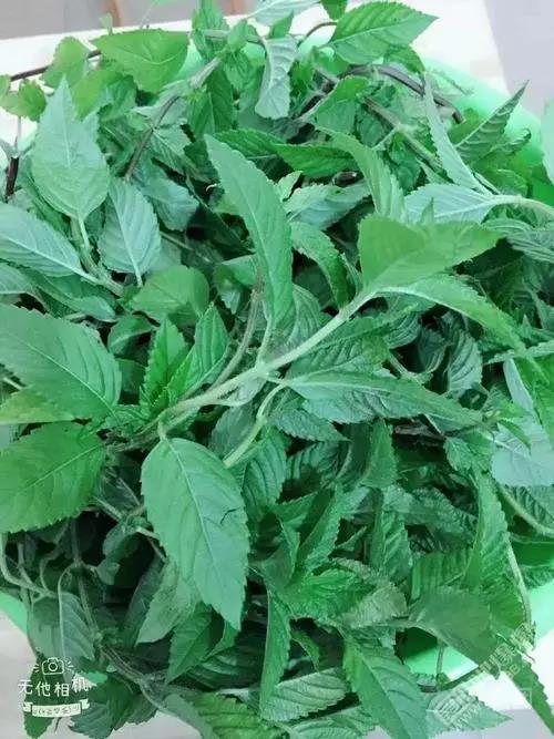 越南涼粉草報(bào)關(guān)海運(yùn)出口代理