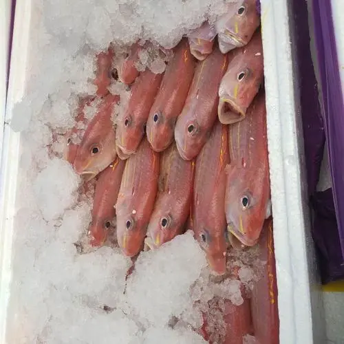 印度冷凍金線魚進口代理清關要什么資料？