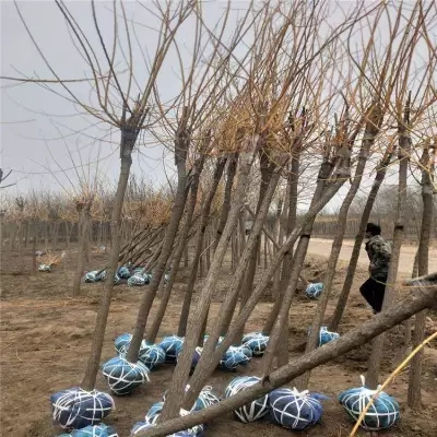 果樹苗出口報關單證需要哪些？