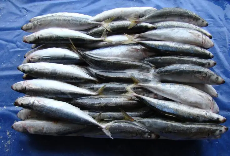 冷凍沙丁魚進(jìn)口代理清關(guān)如何操作？