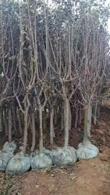 種苗出口報關(guān)需要準備什么單證？